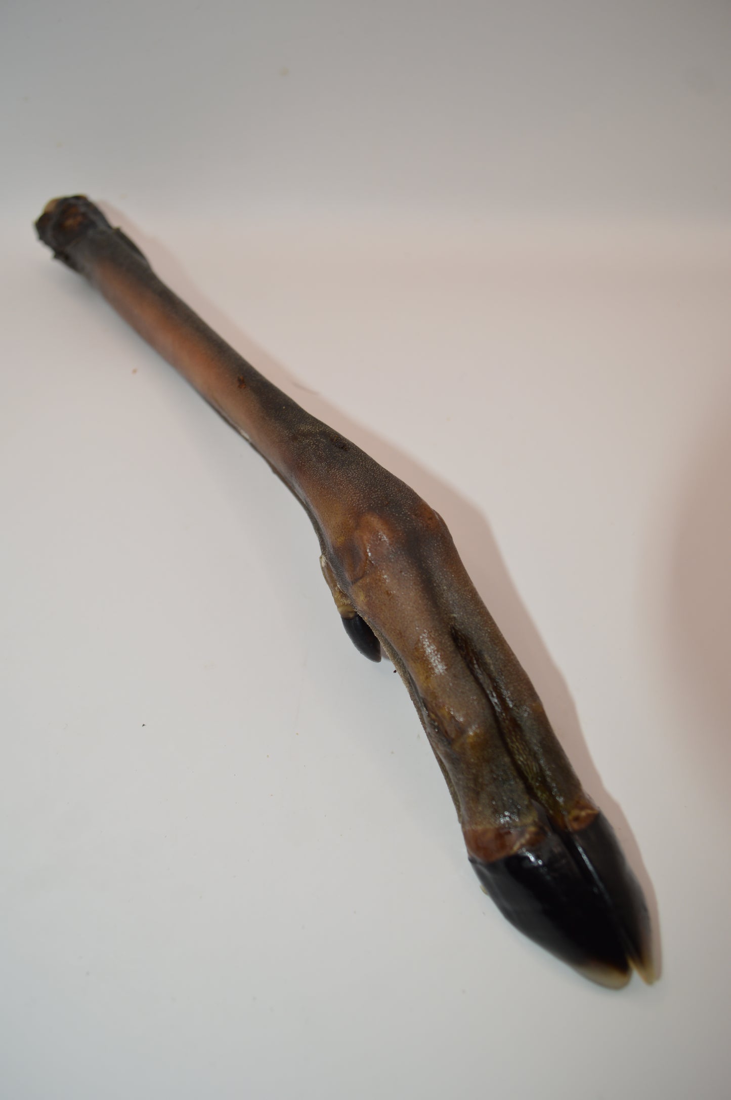 Roe Leg (Single)