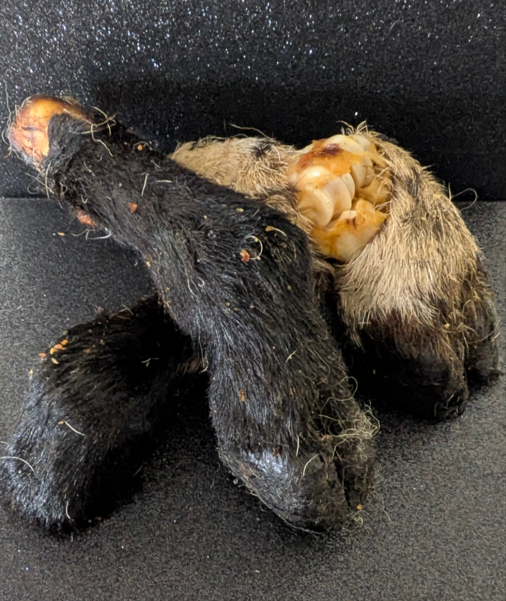 Lamb Foot with Hair (single)