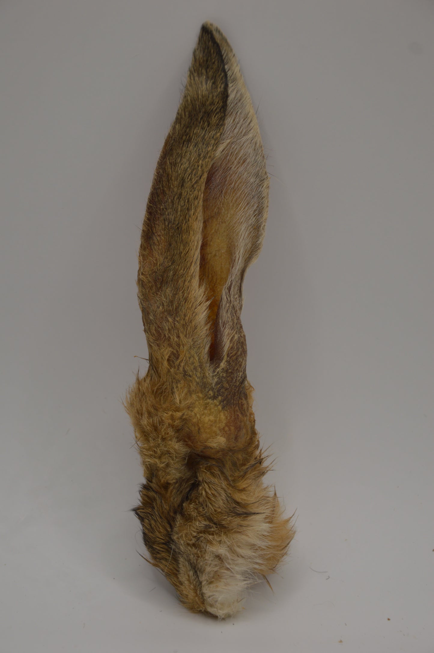 Rabbit Ears with Hair 100g