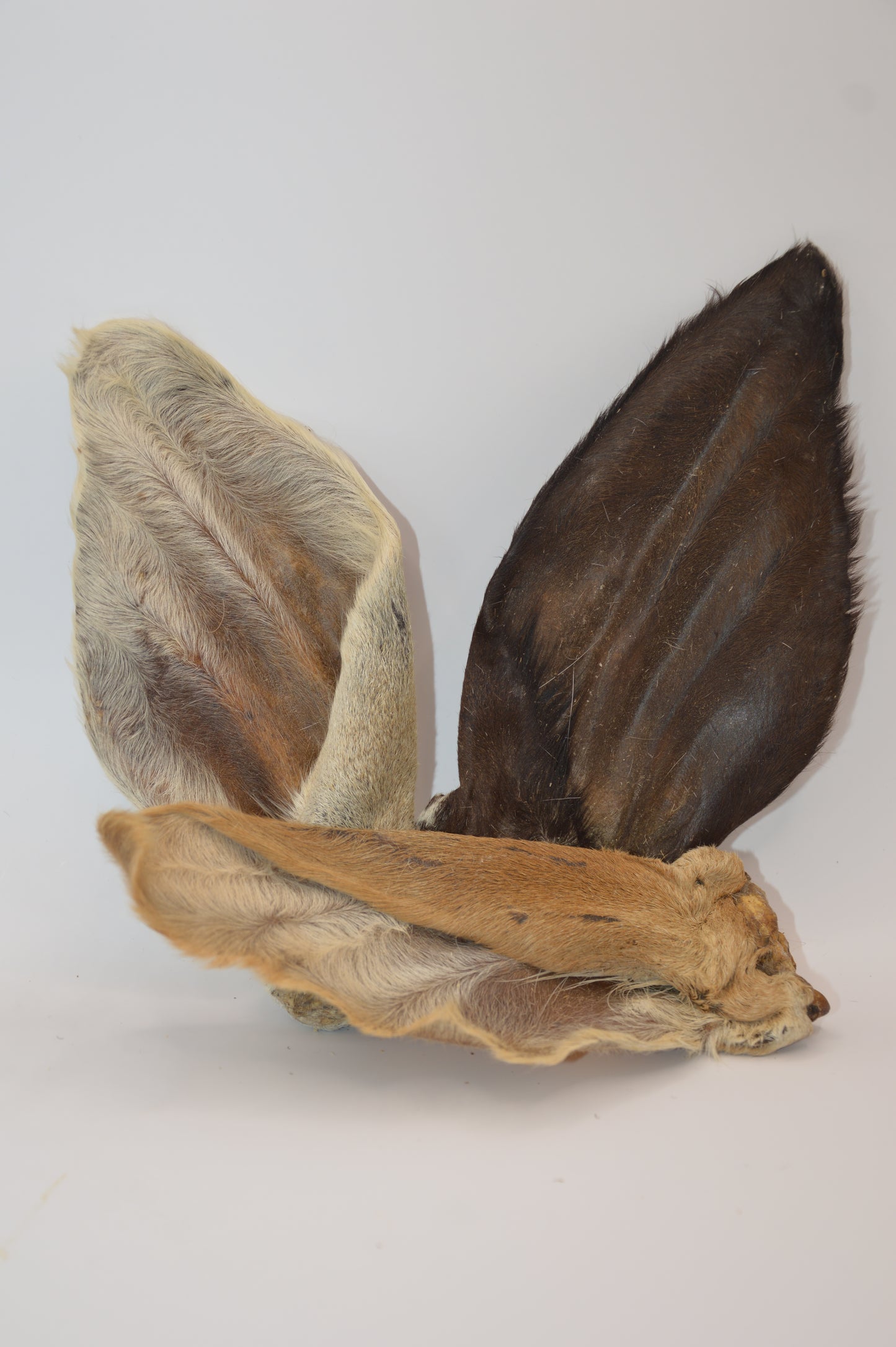 Cow Ear with Hair (single)