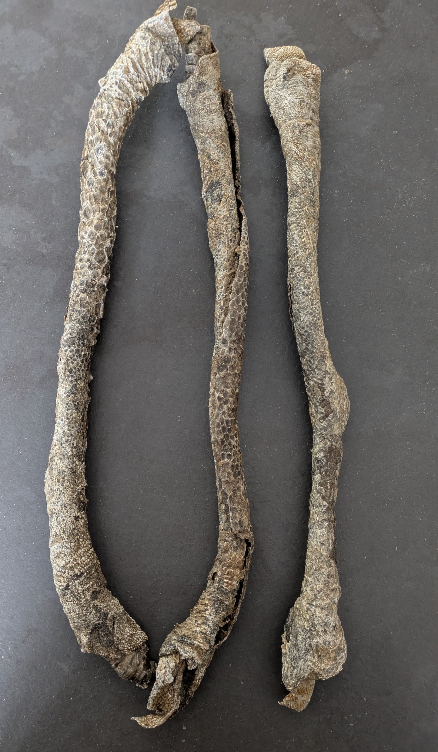 Giant Buffalo Stick (Single)