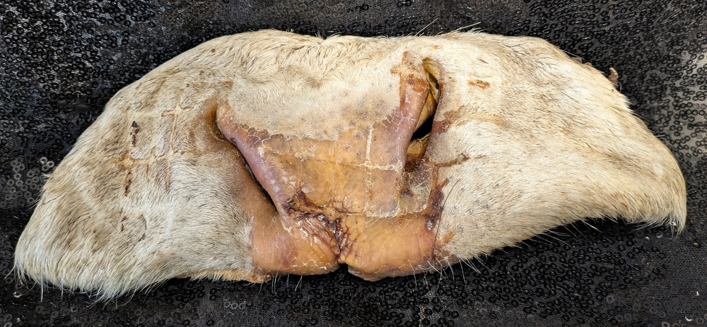 Beef Snout with Fur (Single)