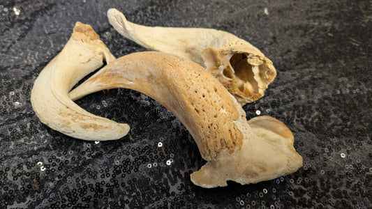 Lamb Horn Marrow (Single)