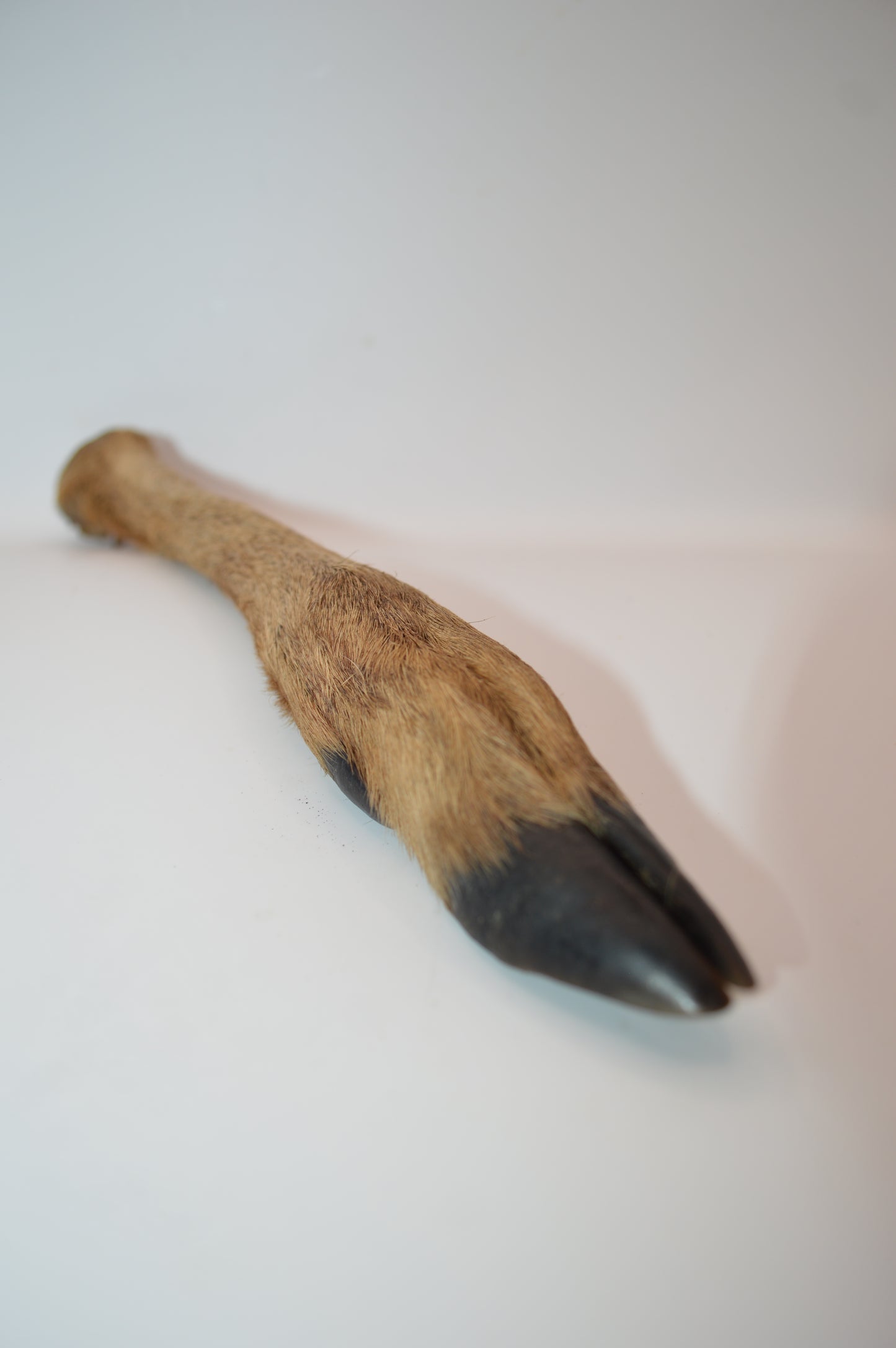 Roe Leg with Fur (Single)