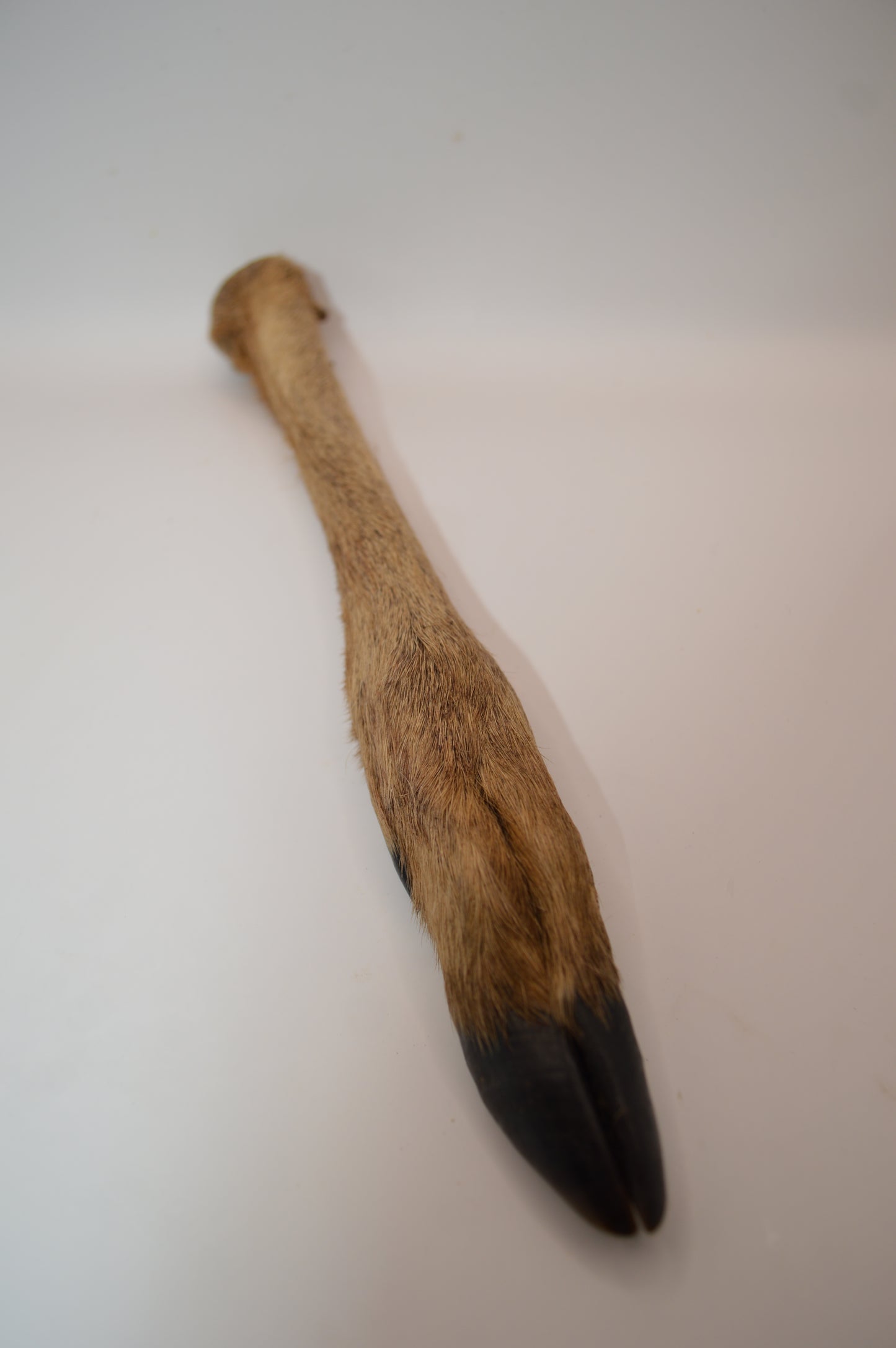 Roe Leg with Fur (Single)